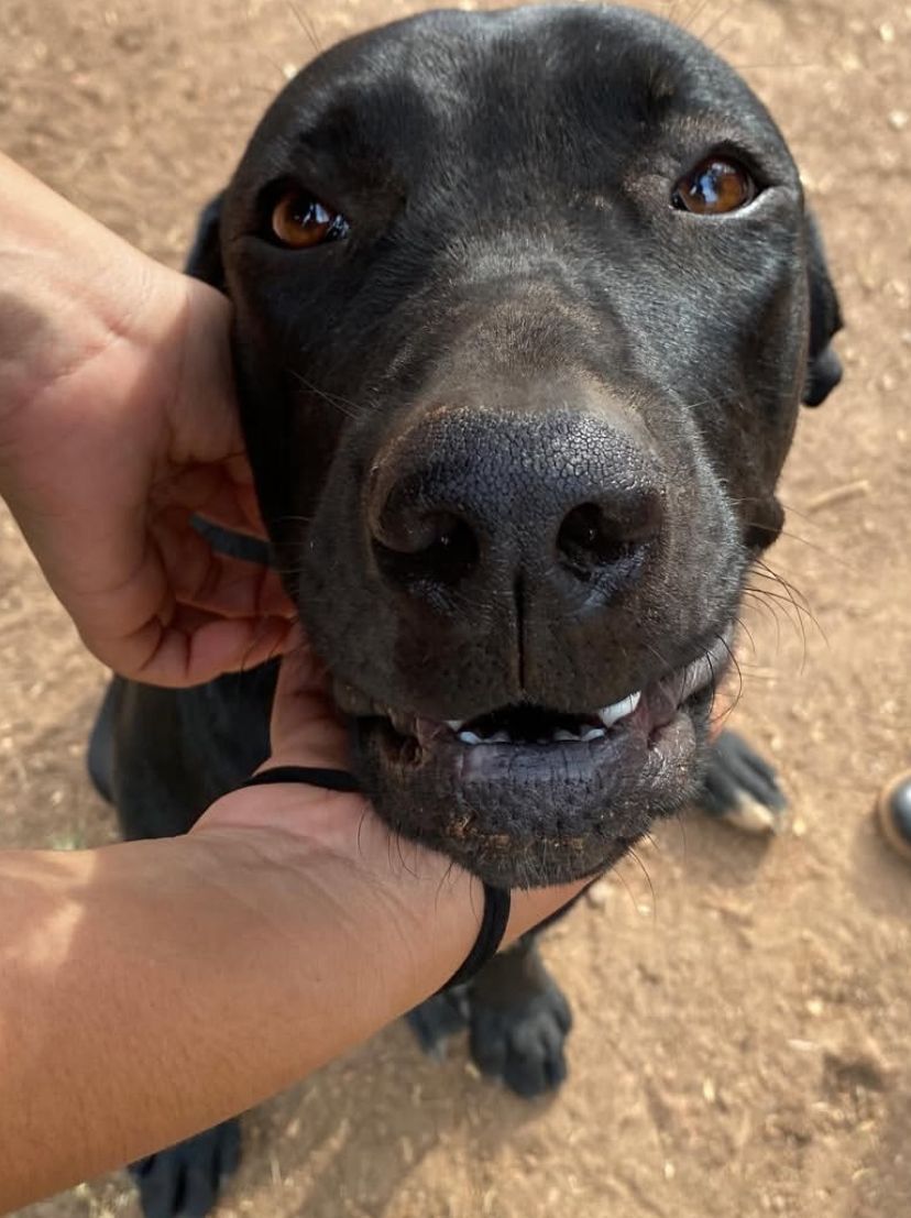 Consulta para Cães